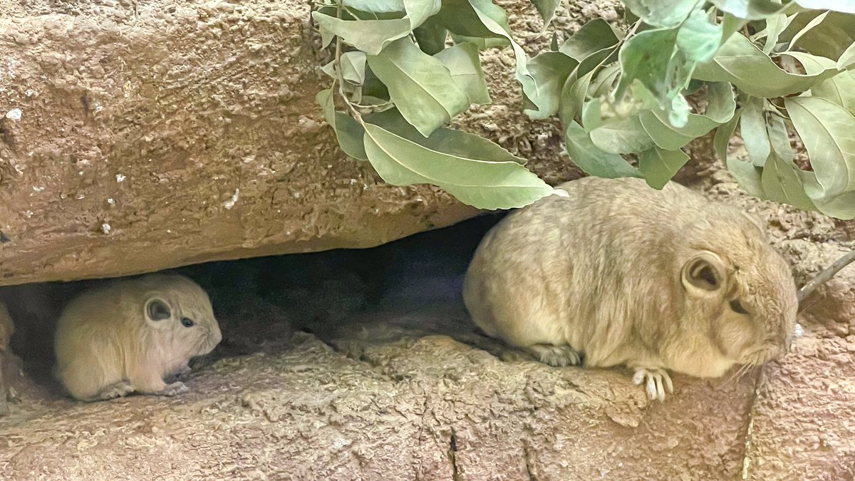 いたちしぼり じぇふ 埼玉県こども動物自然公園 自然公園というだけあって 自然豊かで山登り感がすごい 笑 全部ここにしかいない動物たち 1 2生まれたてグンディなんと生後一週間 だけど垂直の壁を登れるのマジリスペクト 3クオッカの赤ちゃん