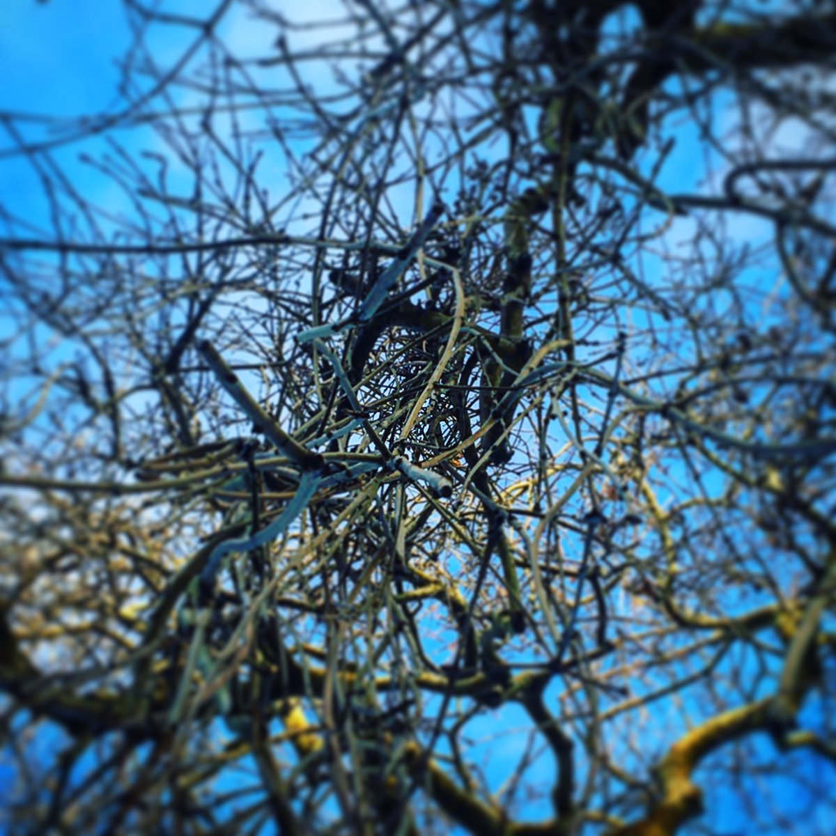 ExploreArch's tweet photo. 12th Dec’s post is a THANK YOU for connecting this week with beautiful messages. #AshTree love has poured in from Switzerland, Russian &amp; Australia as well as Wales &amp; locally. We are connected like our maze of #weepingash tree branches.
We’re #ExploreTheArch,
#SouthCoastofEngland https://t.co/4acg5SMrGK