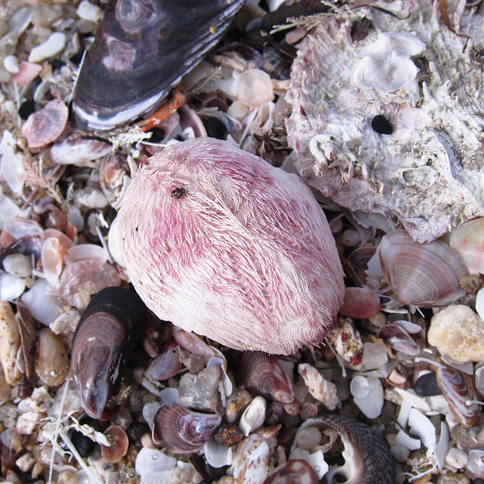 ネズミブンブク ブンブク棘付き ウニ殻 【公式通販】