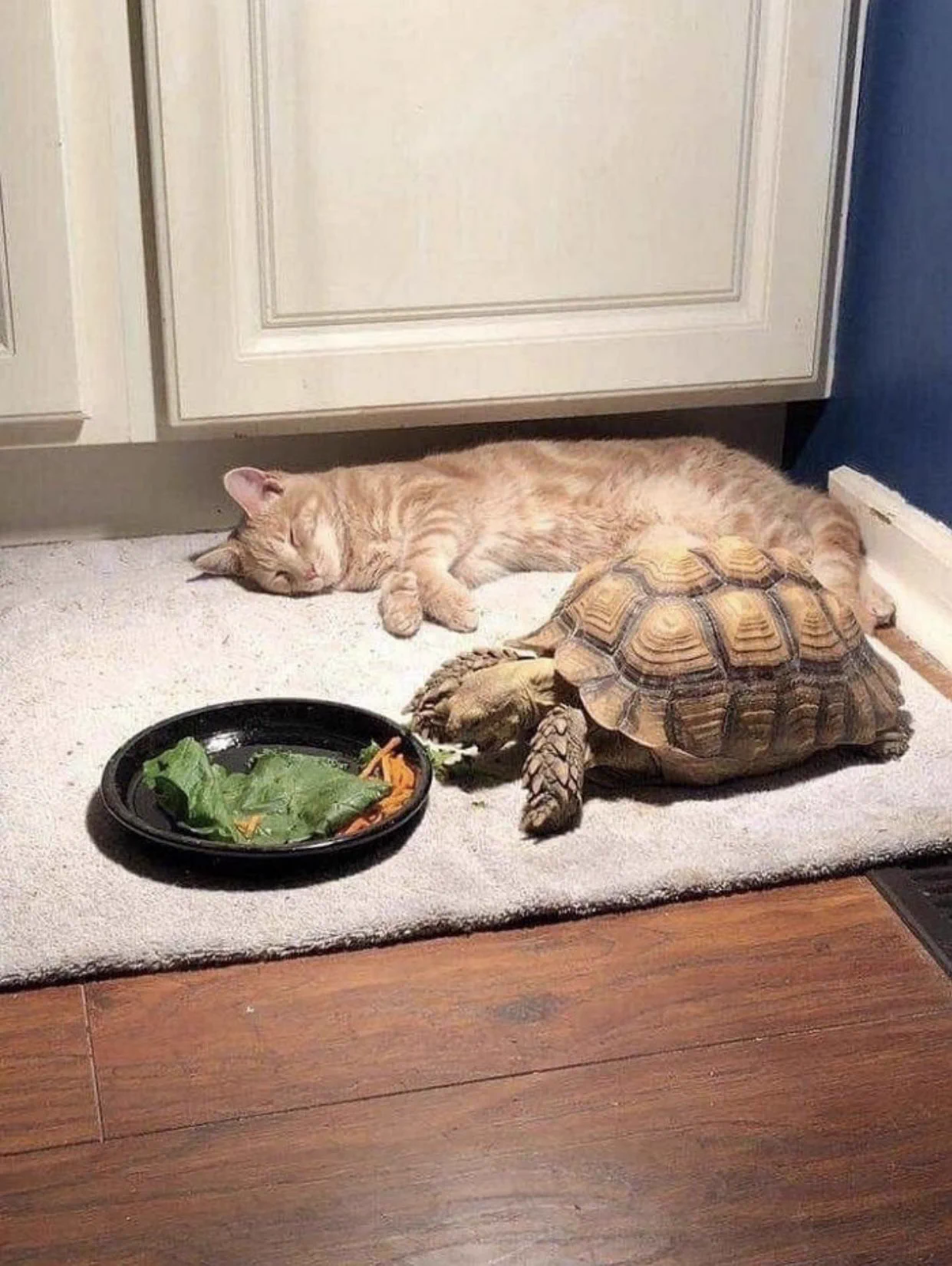 待ちくたびれた？カメさんの食事を待つうちに眠ってしまった猫ｗｗ