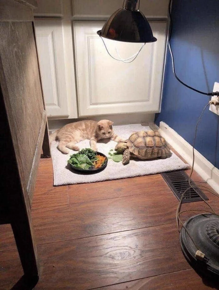 待ちくたびれた？カメさんの食事を待つうちに眠ってしまった猫ｗｗ