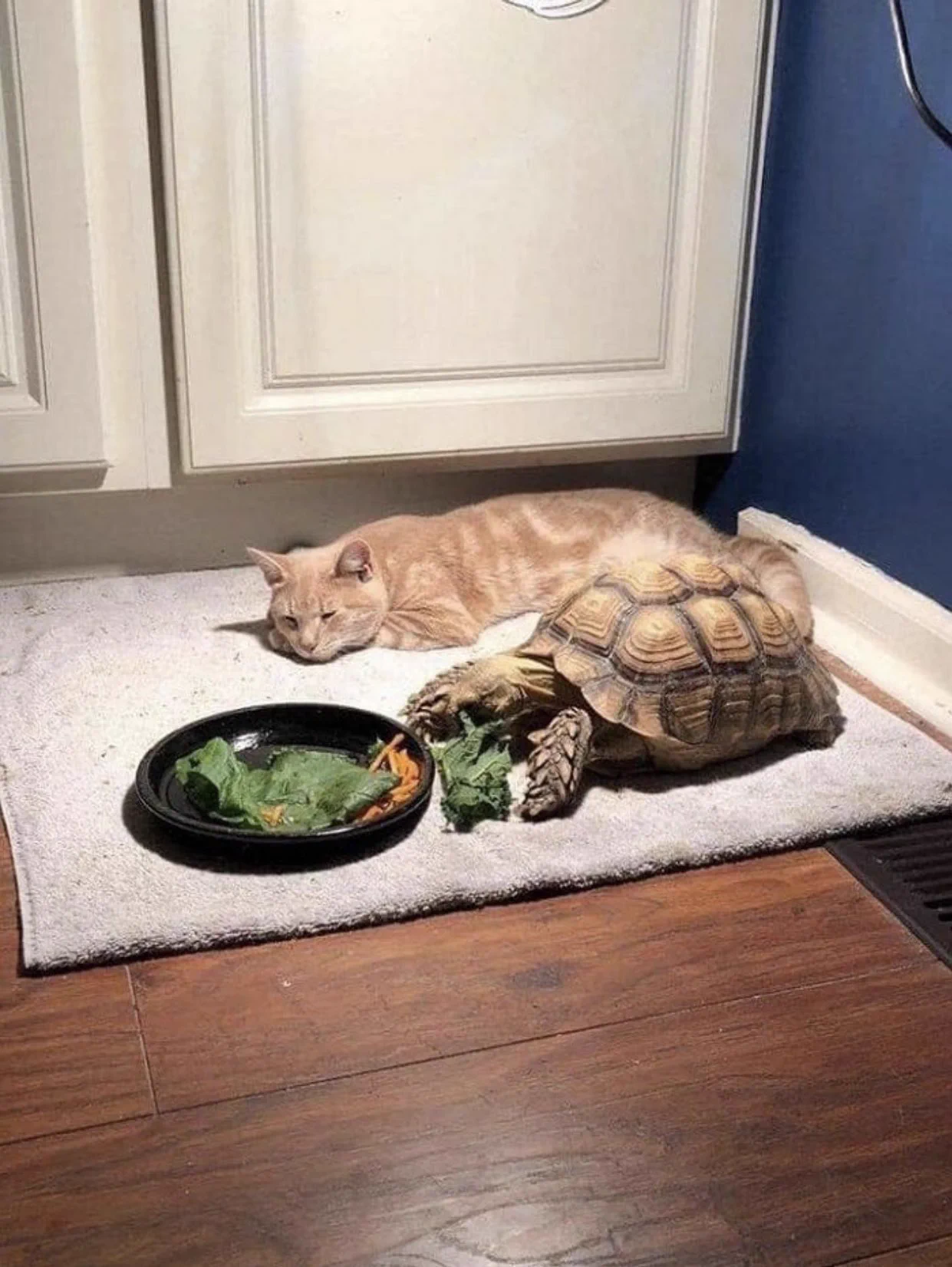 待ちくたびれた？カメさんの食事を待つうちに眠ってしまった猫ｗｗ