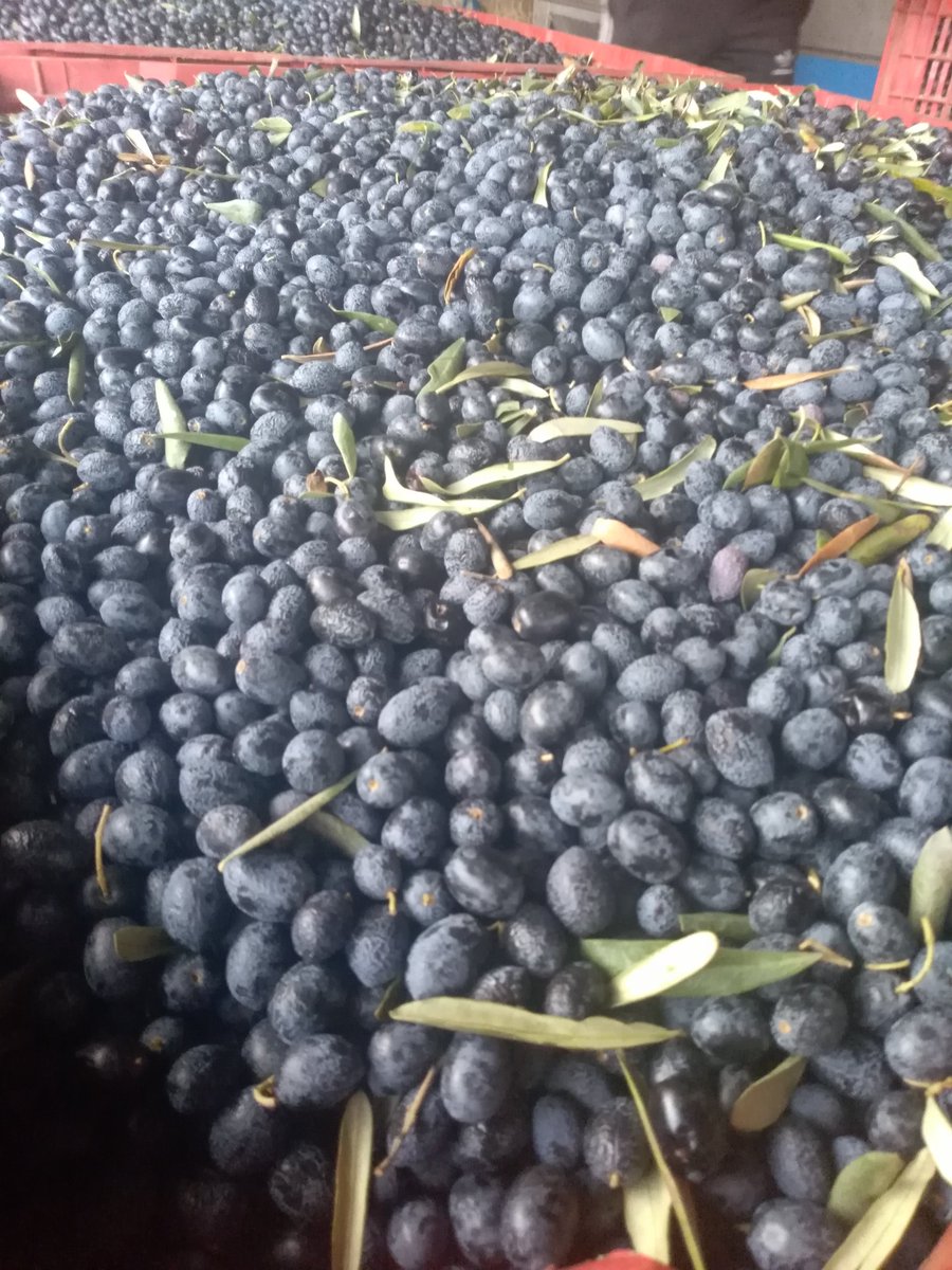 Yağlık zeytinler #sağlıklıyaşıyoruz #sağlıklıbeslenme #selezeytin #doğalgıda #doğalürünlerpazarı #doğalürünlermarketi #zeytinyağlılar #zeytinyağlıyemekler #zeytinyağlı #tencereyemeğim #zeytin #zeytinağacı #zeytinyağıteneke #zeytinyağcınız #erkenhasat