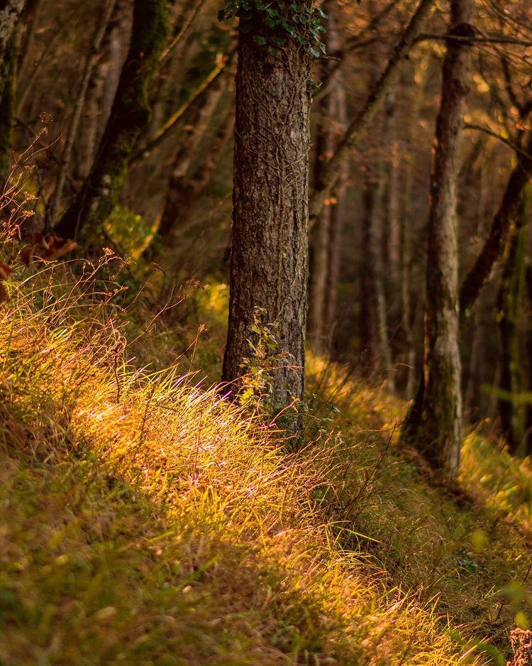 UmbriaTourism's tweet photo. Tra i boschi del parco naturale del #MonteSubasio: qui la natura regna sovrana e l’atmosfera rarefatta ci porta ad immaginare i #sentieri percorsi da S. Francesco che tanto amava ritrovarsi in preghiera nella natura madre
https://t.co/Zt3dddvbYU
PH bolly82
#umbriacuoreverde https://t.co/iWAsChi1Hs