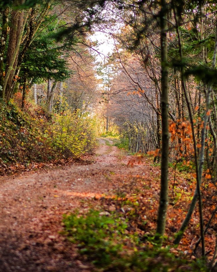 UmbriaTourism's tweet photo. Tra i boschi del parco naturale del #MonteSubasio: qui la natura regna sovrana e l’atmosfera rarefatta ci porta ad immaginare i #sentieri percorsi da S. Francesco che tanto amava ritrovarsi in preghiera nella natura madre
https://t.co/Zt3dddvbYU
PH bolly82
#umbriacuoreverde https://t.co/iWAsChi1Hs