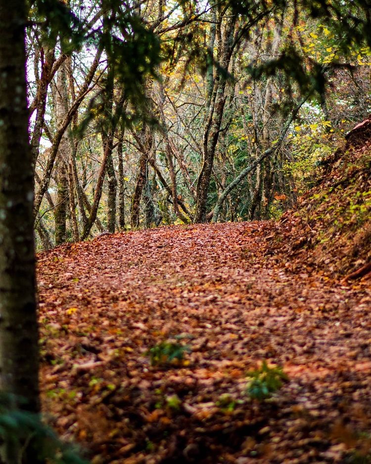 UmbriaTourism's tweet photo. Tra i boschi del parco naturale del #MonteSubasio: qui la natura regna sovrana e l’atmosfera rarefatta ci porta ad immaginare i #sentieri percorsi da S. Francesco che tanto amava ritrovarsi in preghiera nella natura madre
https://t.co/Zt3dddvbYU
PH bolly82
#umbriacuoreverde https://t.co/iWAsChi1Hs