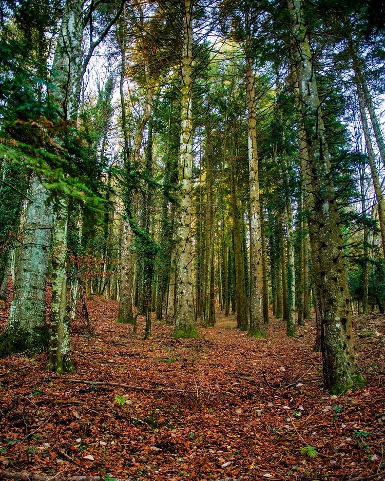 UmbriaTourism's tweet photo. Tra i boschi del parco naturale del #MonteSubasio: qui la natura regna sovrana e l’atmosfera rarefatta ci porta ad immaginare i #sentieri percorsi da S. Francesco che tanto amava ritrovarsi in preghiera nella natura madre
https://t.co/Zt3dddvbYU
PH bolly82
#umbriacuoreverde https://t.co/iWAsChi1Hs