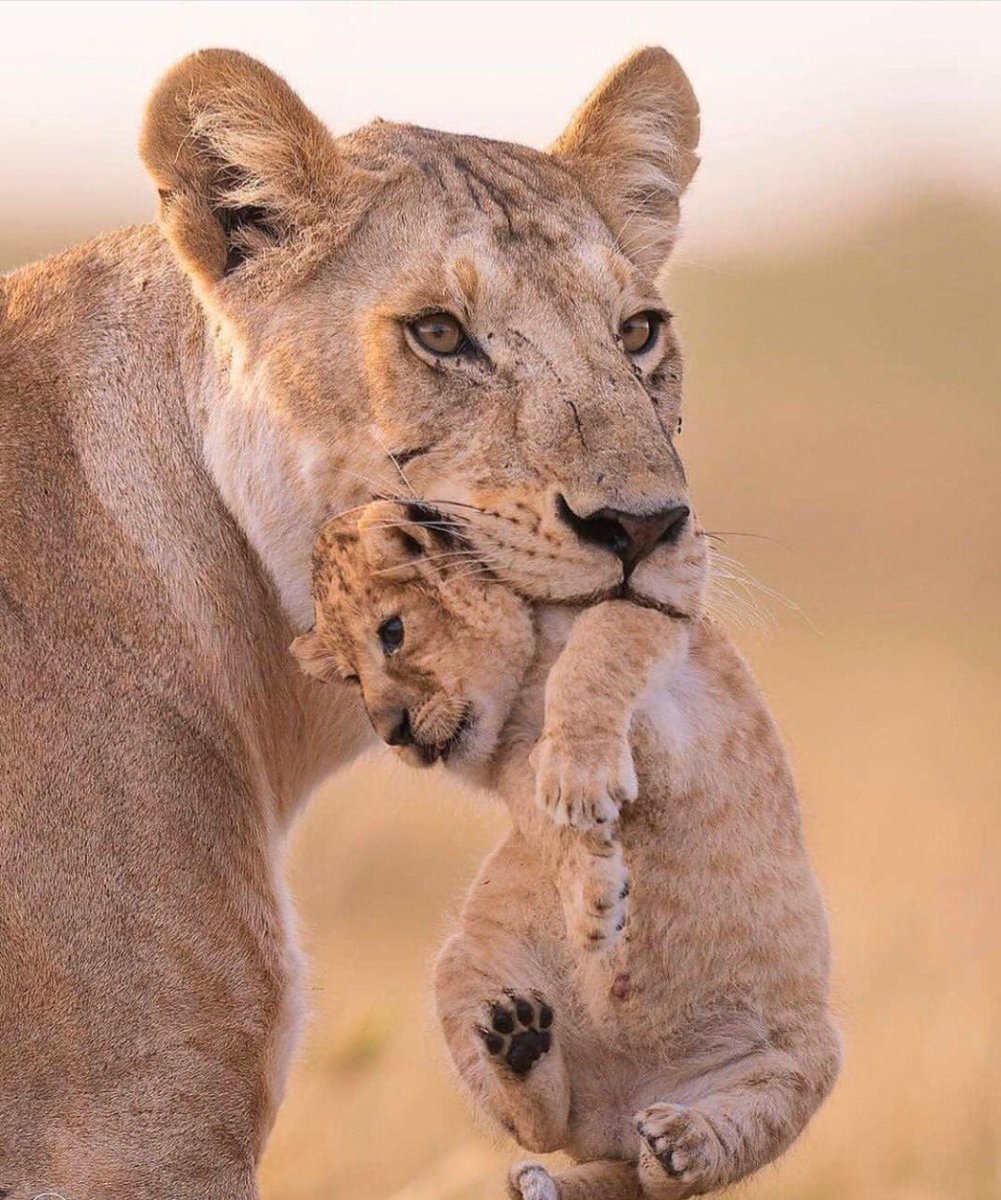 o titular / a noticia