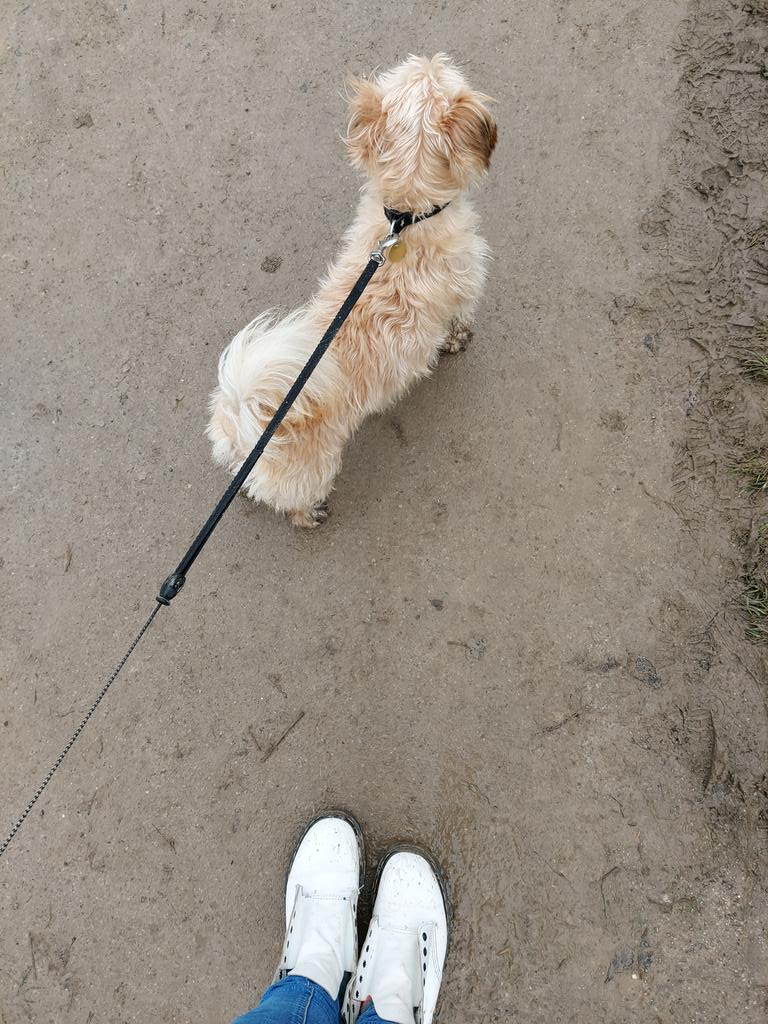 Just_Becki's tweet photo. Getting my steps in with the pooch this morning #onetrustchallenge https://t.co/sf03rwKU9T