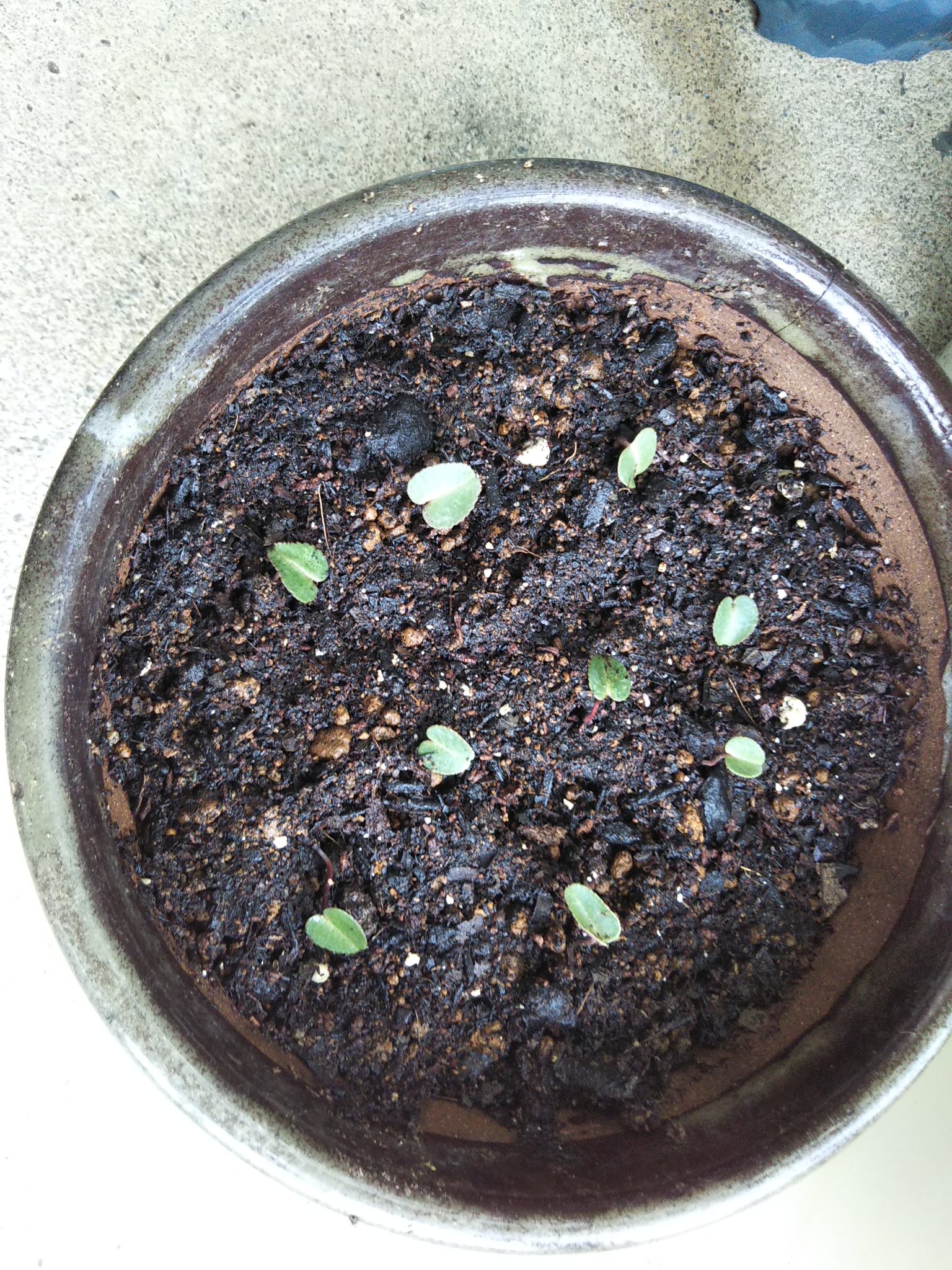 港よーこ 雪予報が出たと言うのに 今までほったらかしてた鉢の植え替えをした 何年も前に ト一屋 で100円で買った赤いシクラメンと栄養不足で数年咲いてない原種クリスマスローズ 赤いシクラメンは小さい小さい球根ができてて芽が出てました