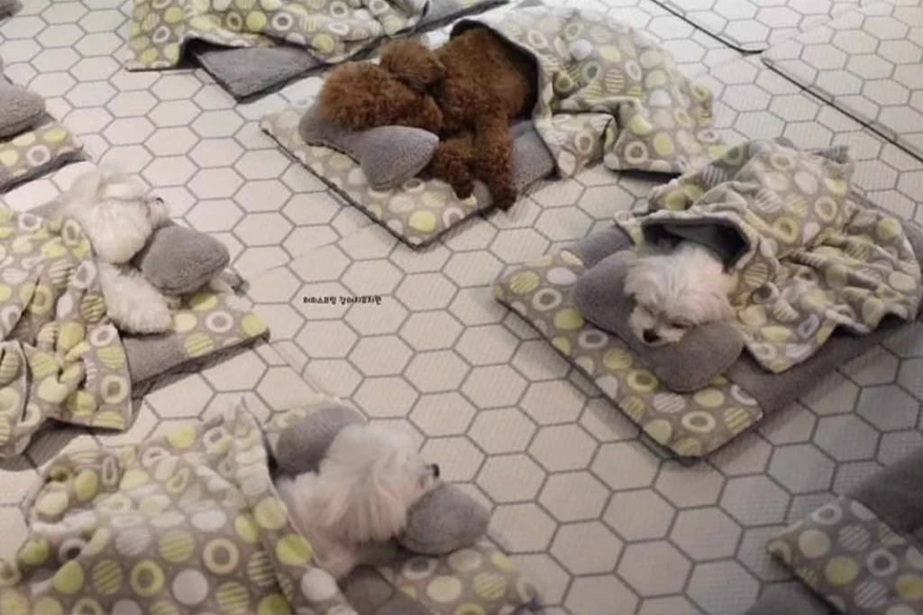 まるで保育園！ワンちゃんのお昼寝タイムの映像がかわいい