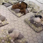 まるで保育園!ワンちゃんのお昼寝タイムの映像がかわいい