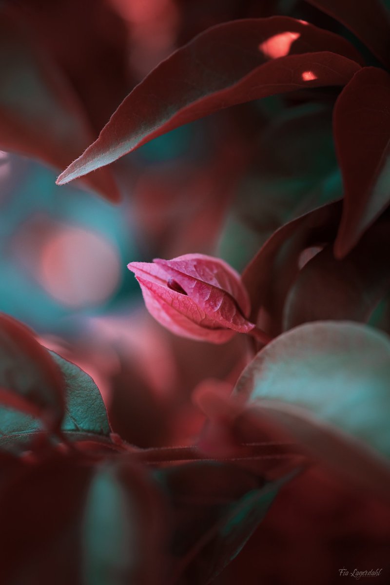 I will kick off! Hey everyone! I'm a photographer from Sweden that loves to take vibrant nature shots!