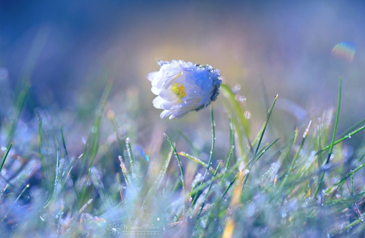весенняя свежесть. утренняя роса рассвет. весенняя свежесть. весенняя свежесть. прокл великие росы.
