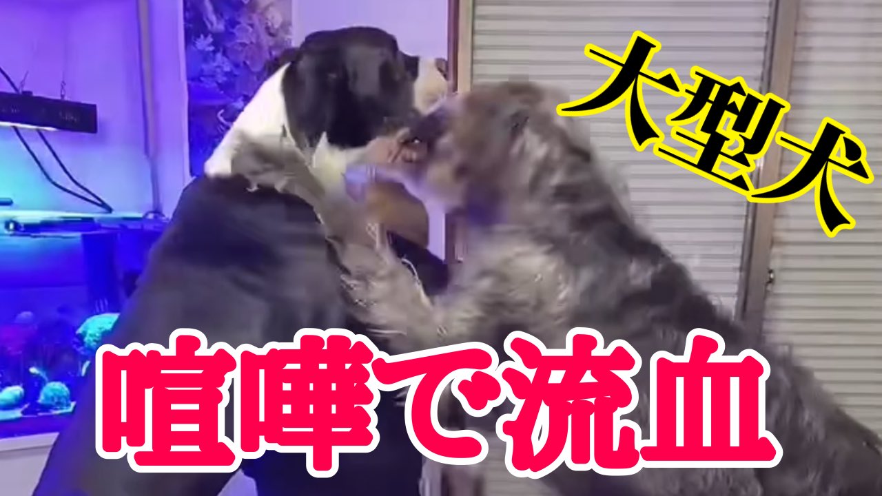 あきるな 閲覧注意 大型犬同士が大喧嘩してしまいました T Co Jrpkq2qhnf T Co Yz3phdjhny Twitter