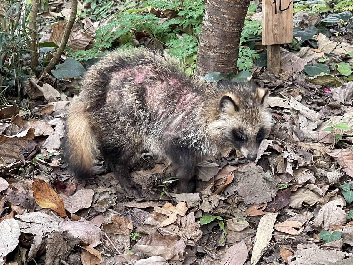 江ノ島に到着し、 さてタヌキを探すか！ と思った次の瞬間、目の前に