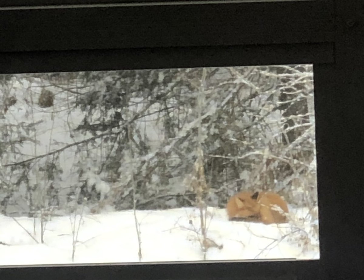 Maria__33's tweet image. Wholesome #foxcontent 🦊 for your Saturday, courtesy of Schumacher 😩