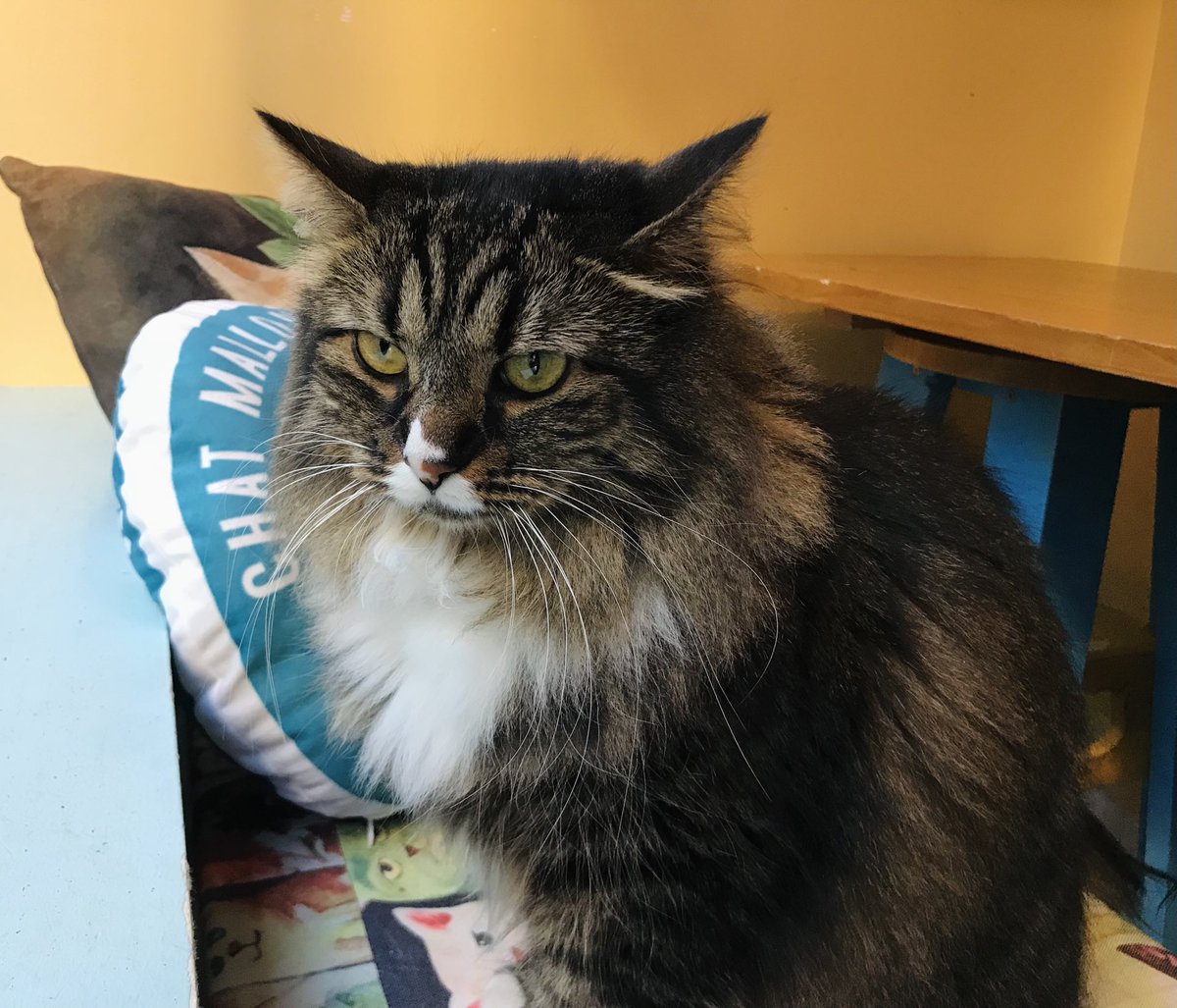 The Neighbor S Cat Catoftheday Is Simba A Resident Cat I Met At Chat Mallows Cat Cafe In Paris France Adoptdontshop Tnr Catcafe Mainecoon Cats Caturday Simba Chat