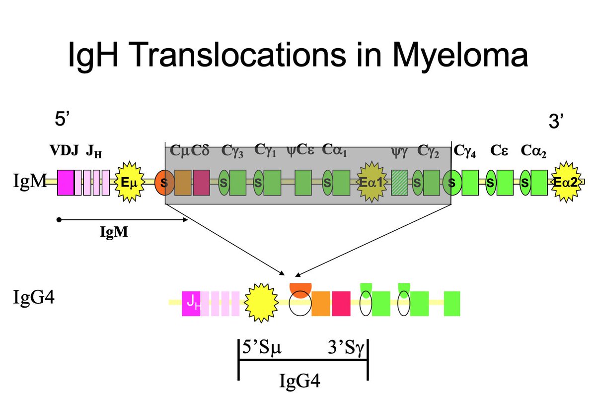 As reminder myeloma can be broadly divided into those with translocations (~50%) and hyperdiploid.  @Leif_Bergsagel showed IgH translocations occur in late B cells at the time of class switching (i.e., switching from IgM to IgG in our immune response)6/x https://www.pnas.org/content/93/24/13931.long