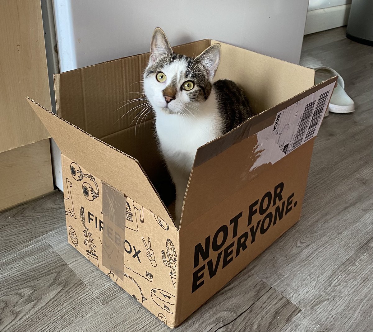 martclear412's tweet photo. Kittens..not for everyone! 😂😂 https://t.co/yIXqmU3DJl