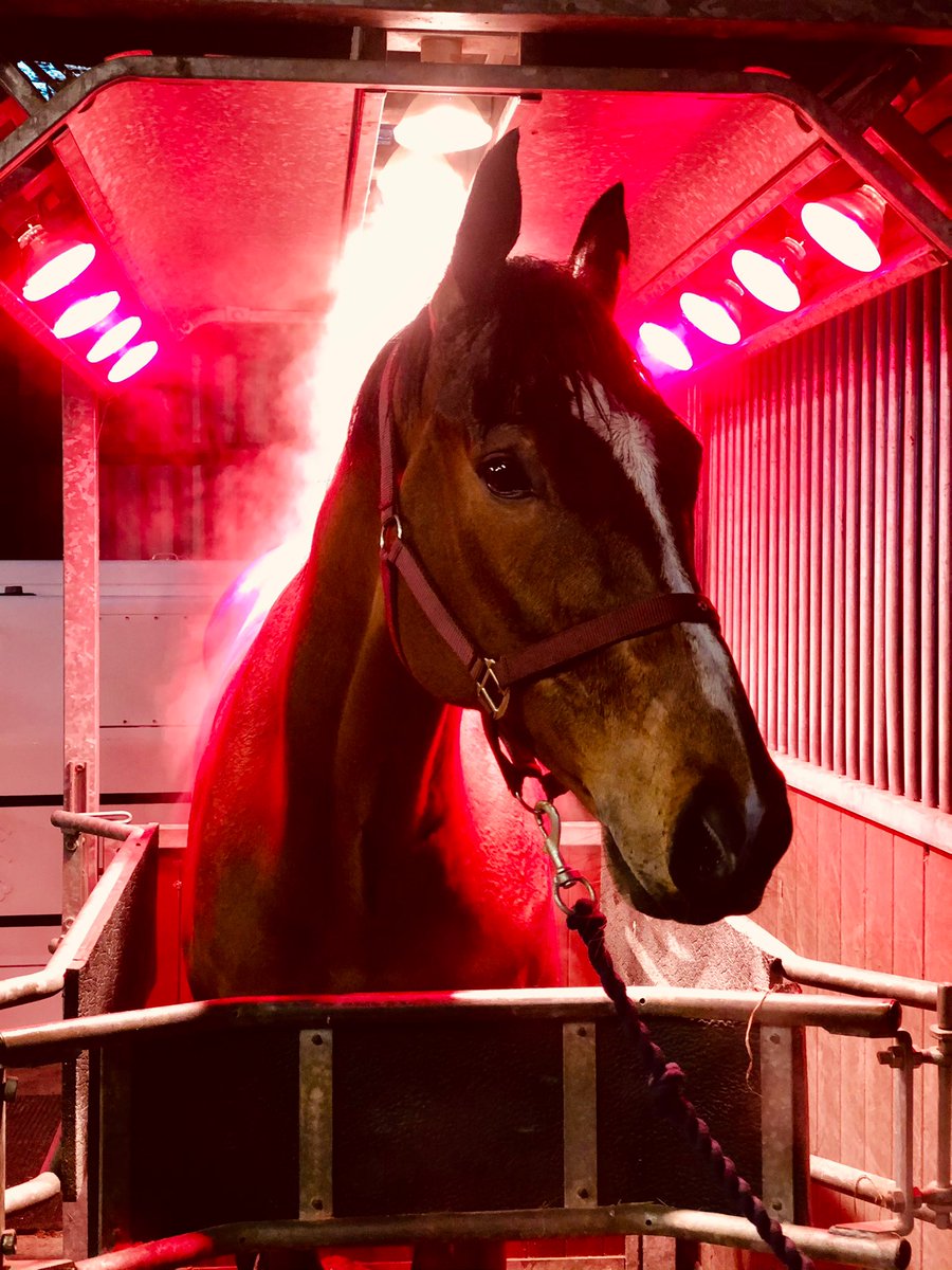 misssfebell's tweet photo. All Hail Caesar loving life under the heat lights #topclassfacilities #spoiltponies https://t.co/rvA6VmHx3Y