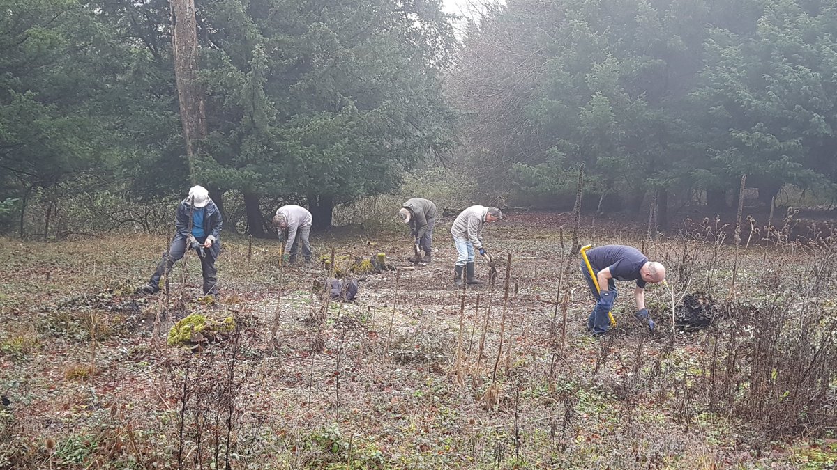 BillDowney8's tweet photo. @BC_Surrey Blue Project group working yesterday at Netley Plantation. In 2017 these chalk workings on the North Downs were a jungle of buddleia. Now good for Grizzled Skipper and Small Blue colonized in 2020. https://t.co/j02wvCekmM