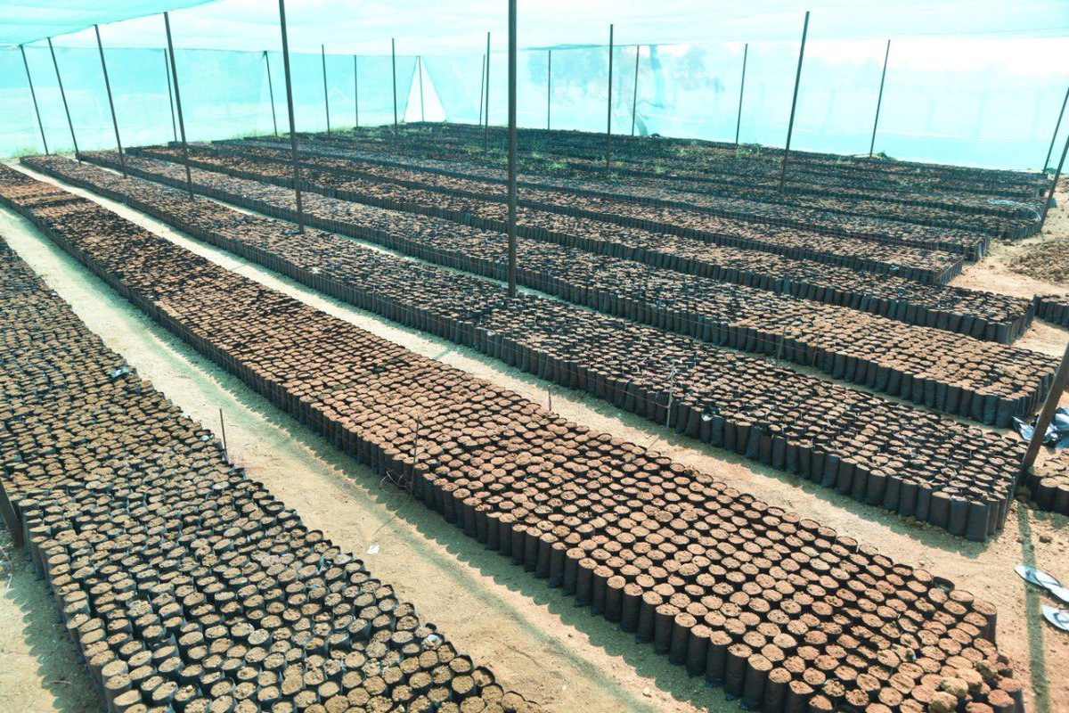 arvindkumar_ias's tweet photo. >million saplings being readied in #Mahbubnagar municipality nursery

Good initiative by
@Collector_MBNR, DFO &amp; MC MBNR as these will be ready for next year’s green cover

@KTRTRS 
@VSrinivasGoud https://t.co/JUmcGQoYLR