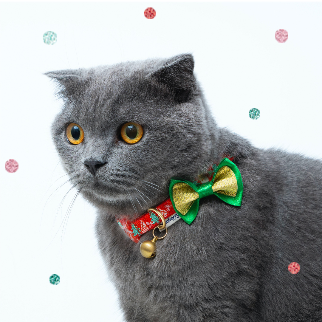 BlueberryPet's tweet photo. https://t.co/zyShm7IGQ5