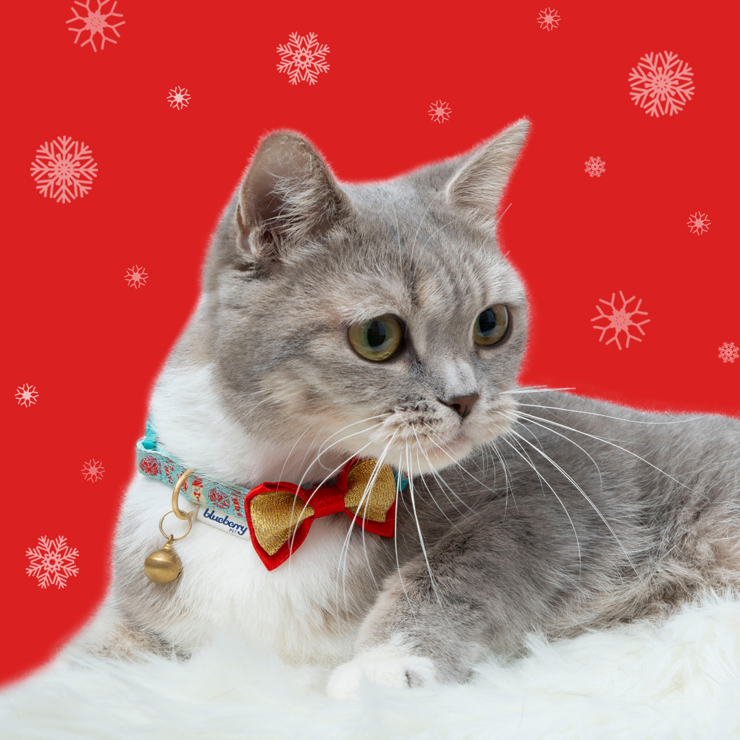 BlueberryPet's tweet photo. https://t.co/zyShm7IGQ5