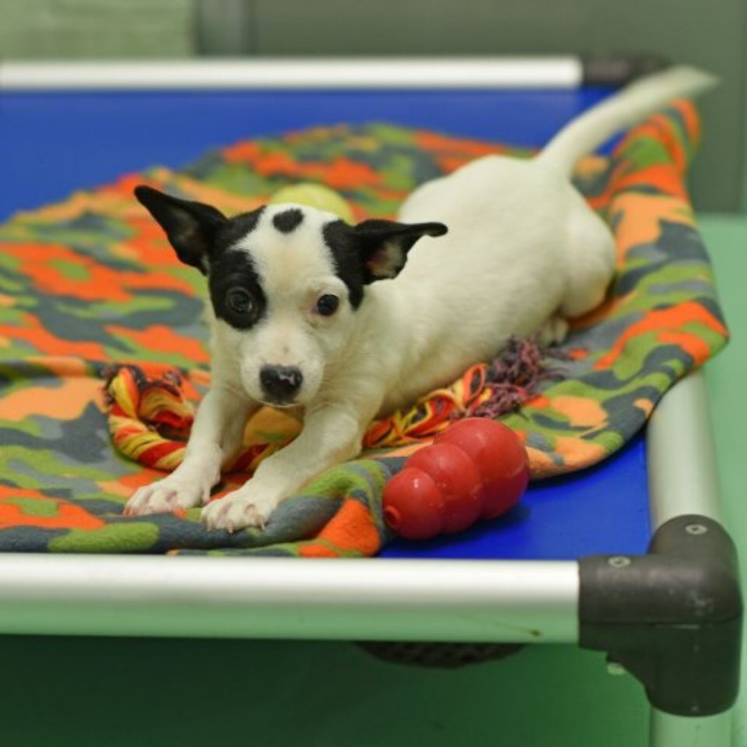Searching for the perfect holiday gift? Donate a Kuranda bed to a sheltered pet awaiting their forever home in honor of someone you love! Kuranda ships the bed to our shelter &amp; sends a gift acknowledgement your honoree! kuranda.com/donate

#kurandacares #galvestonhumane