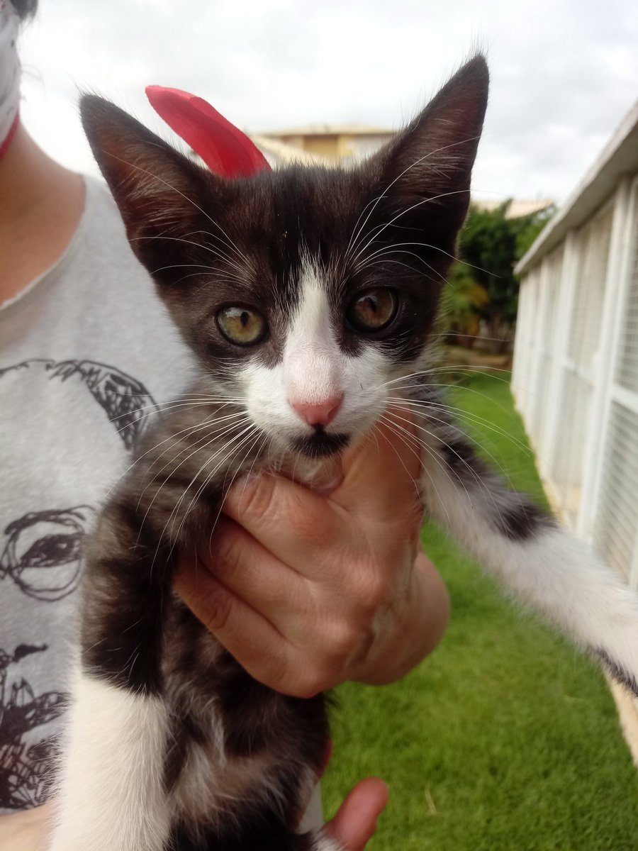 onepingguo's tweet photo. @0Oh00 Oi pessoal, tudo bem? Abandonaram esses gatinhos aqui onde eu moro, se vc for de Anápolis e região eles estão para adoção! Se vc não for daqui deixe seu like e retweet até chegar no pessoal da região, não custa nem 5 segundos! 😊❤️
Na ordem são 2 fêmeas e um machinho https://t.co/Tdz1MTcrFn