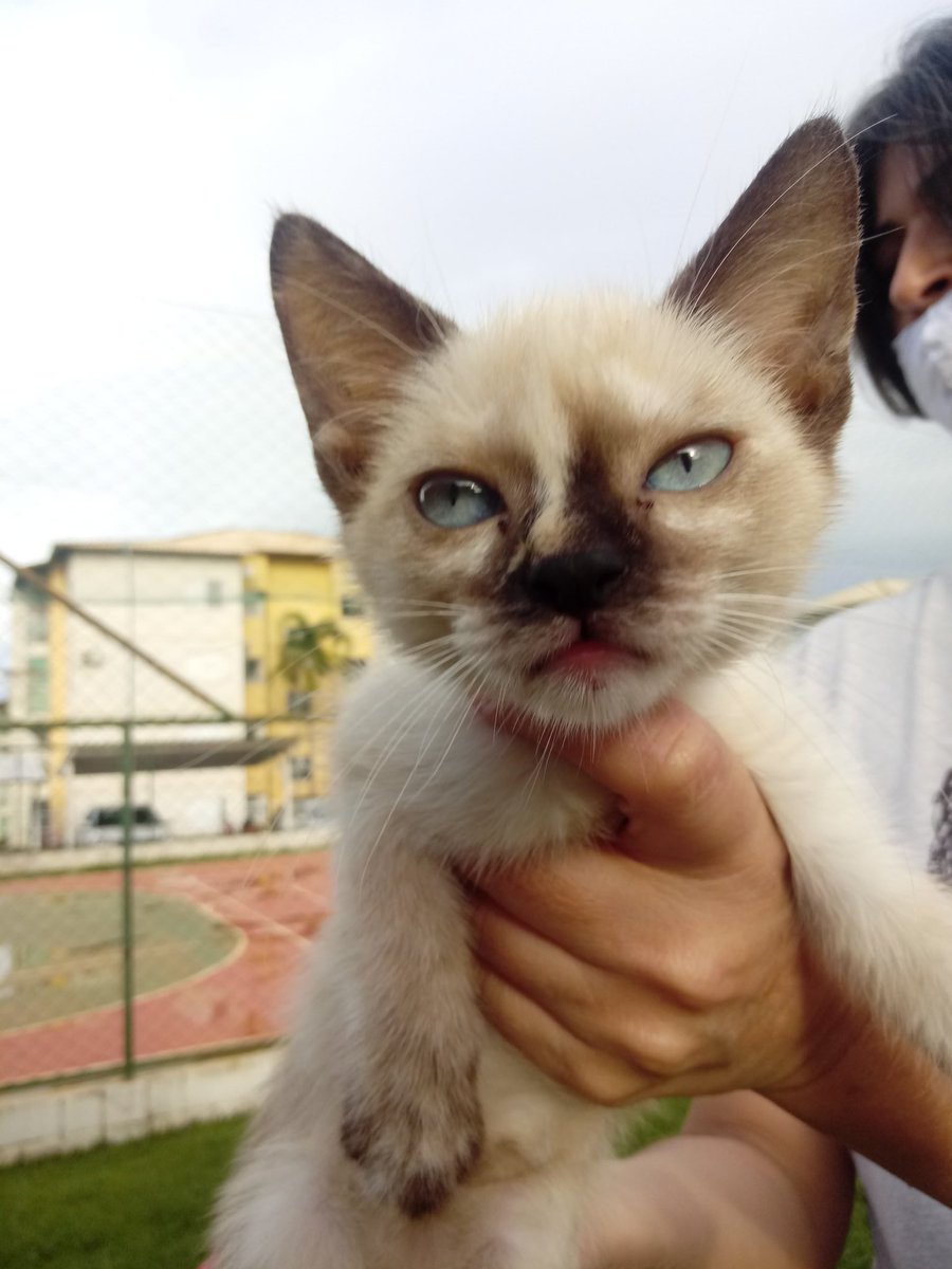 onepingguo's tweet photo. @0Oh00 Oi pessoal, tudo bem? Abandonaram esses gatinhos aqui onde eu moro, se vc for de Anápolis e região eles estão para adoção! Se vc não for daqui deixe seu like e retweet até chegar no pessoal da região, não custa nem 5 segundos! 😊❤️
Na ordem são 2 fêmeas e um machinho https://t.co/Tdz1MTcrFn