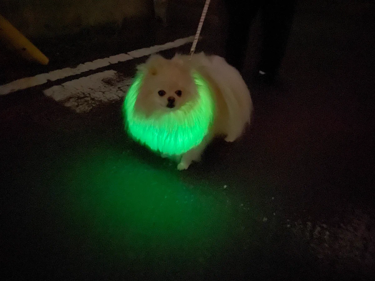 ゲームのキャラクターとして登場しそう？wwwポメラニアンに緑色に光る輪っかをつけた結果www