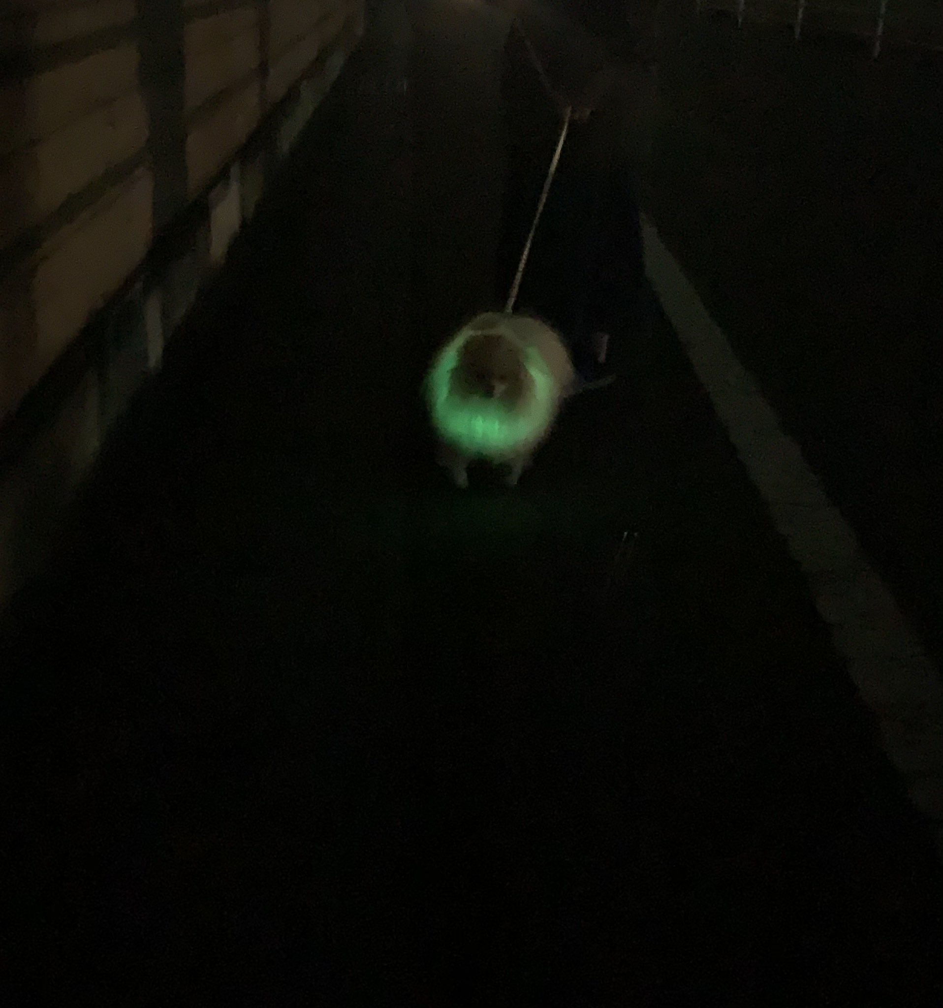 ゲームのキャラクターとして登場しそう ポメラニアンに緑色に光る輪っかをつけた結果 話題の画像プラス