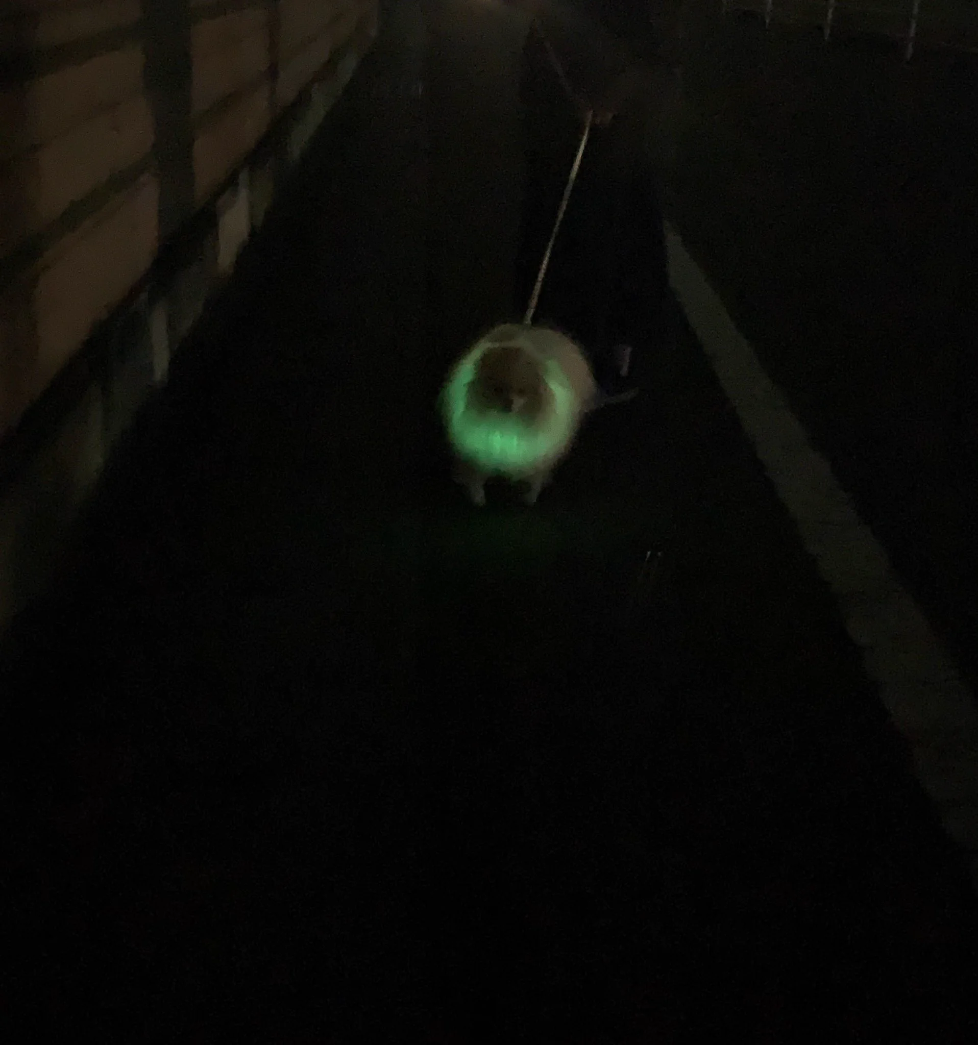 ゲームのキャラクターとして登場しそう？wwwポメラニアンに緑色に光る輪っかをつけた結果www