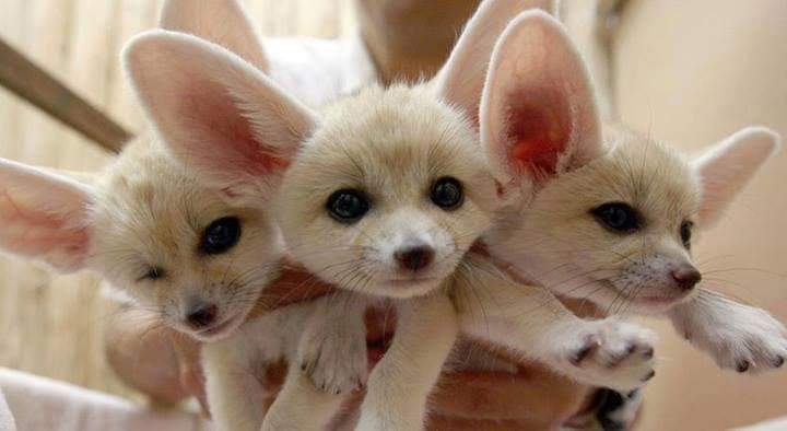 osamathini's tweet photo. #الفنك #ثعلب_الصحراء وبالتارقي #أغولي .. 🦊
#هل_تعلم بأنه لازال يعيش في #صحراء_ليبيا 🇱🇾 الى يومنا هذا، ويبلغ طوله 40 سم، وله أذنان كبيرتان يبلغ طولهما 15 سم #ليبيا ..
ماذا تعرف عنه !!
#Fennec #Desert_Fox #Libya #thamdam #tenere #Ghat #serdalas #Touareg #Emohag https://t.co/WTPXDtjSGb