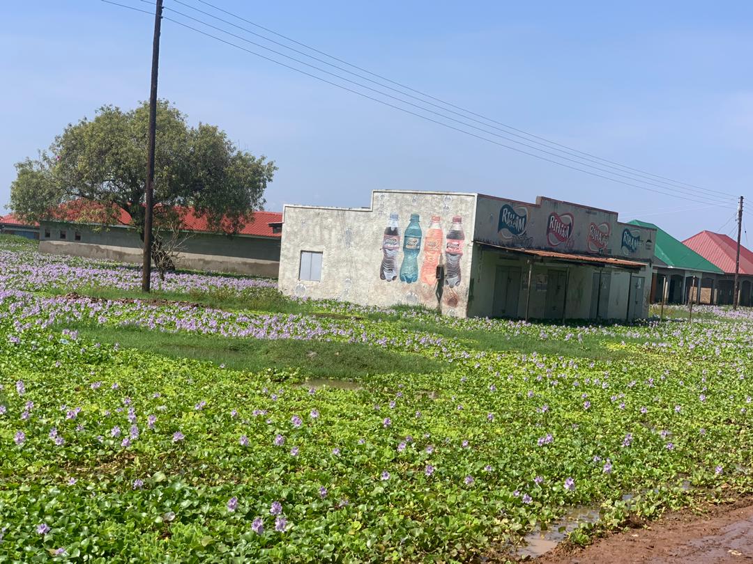 nemaug's tweet photo. Pictorial:
Water hyacinth has now colonized a large portion the flooded Wansenko landing site in Buliisa District; #Risingwaterlevels  #climatechange #LakeAlbert https://t.co/a1LX53XcQa