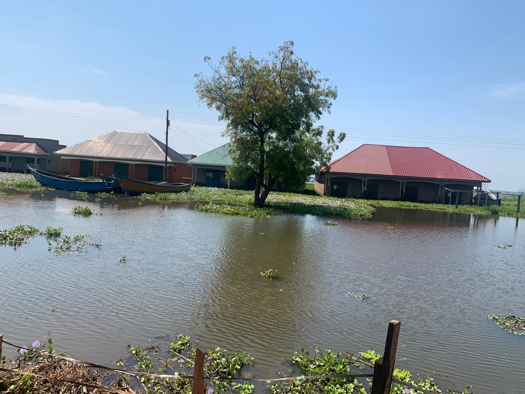 nemaug's tweet photo. Pictorial:
Water hyacinth has now colonized a large portion the flooded Wansenko landing site in Buliisa District; #Risingwaterlevels  #climatechange #LakeAlbert https://t.co/a1LX53XcQa