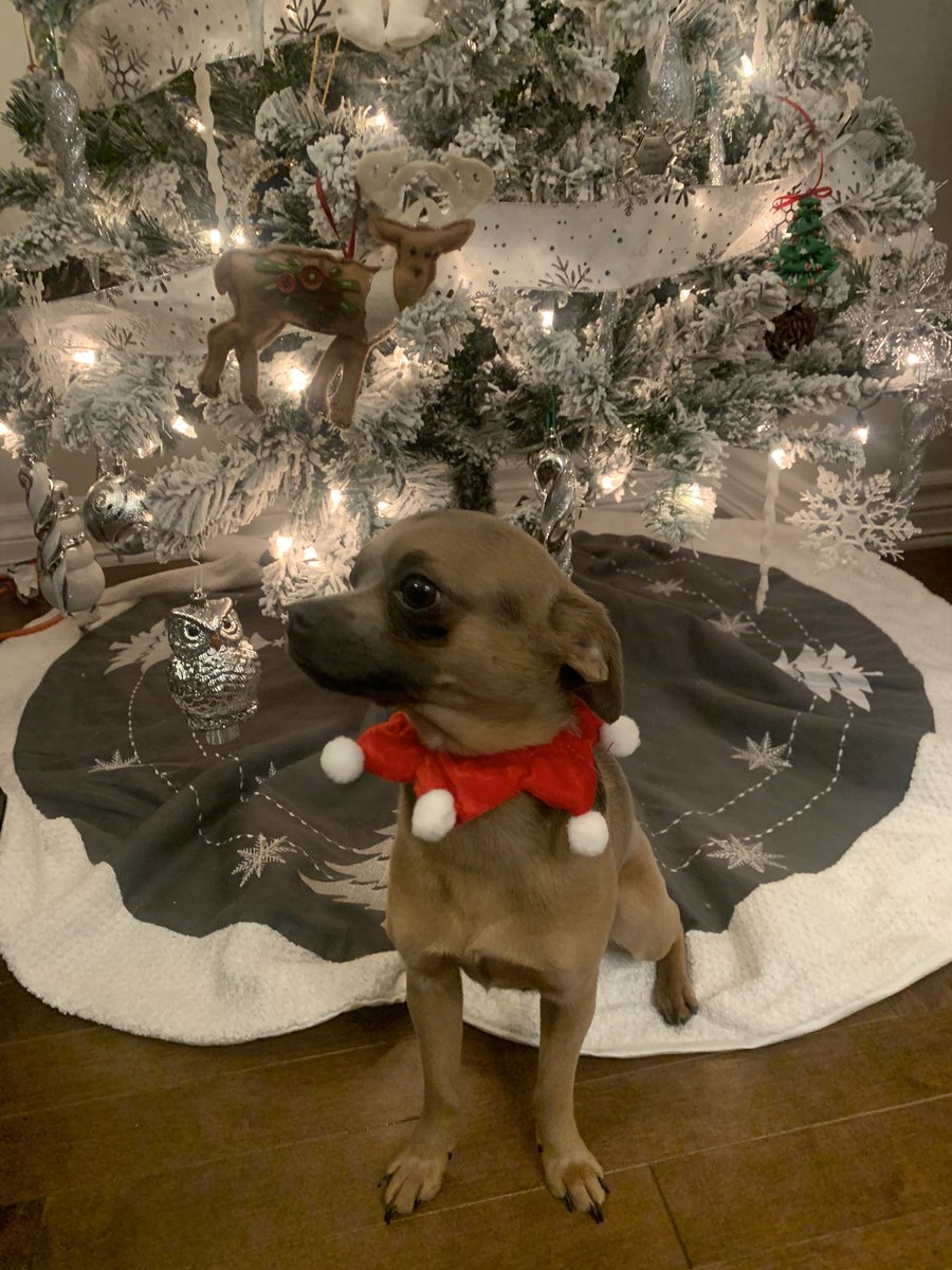 TWilsonOttawa's tweet photo. He’s not very impressed with us right now ... he prefers his tac vest I guess 🤷🏼‍♀️🇨🇦❤️🎄🎅

#MrMoose #MooseMoments #TinyDogs #GunLobbyDogs https://t.co/A3AqHMp50K