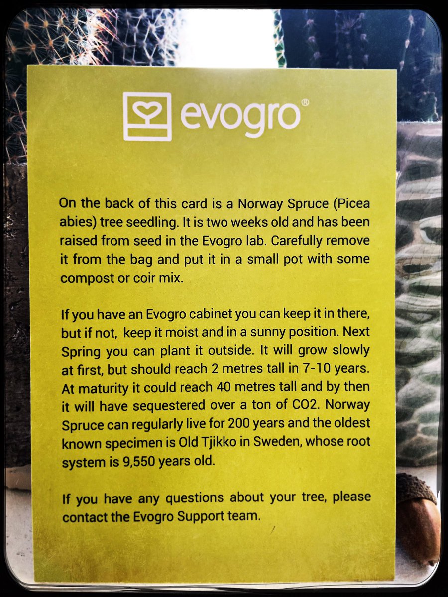 Worlds smallest spruce 🌲 

A brilliant 💡 @evogro We’ll do our very best not to kill it and make sure it flourishes! 💚

#idea #norwegianspruce #evogro #client #christmas