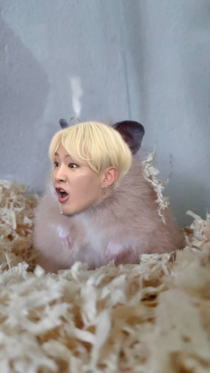 (( shock pikachu meme))in sxp we have(( shock edamster meme ))