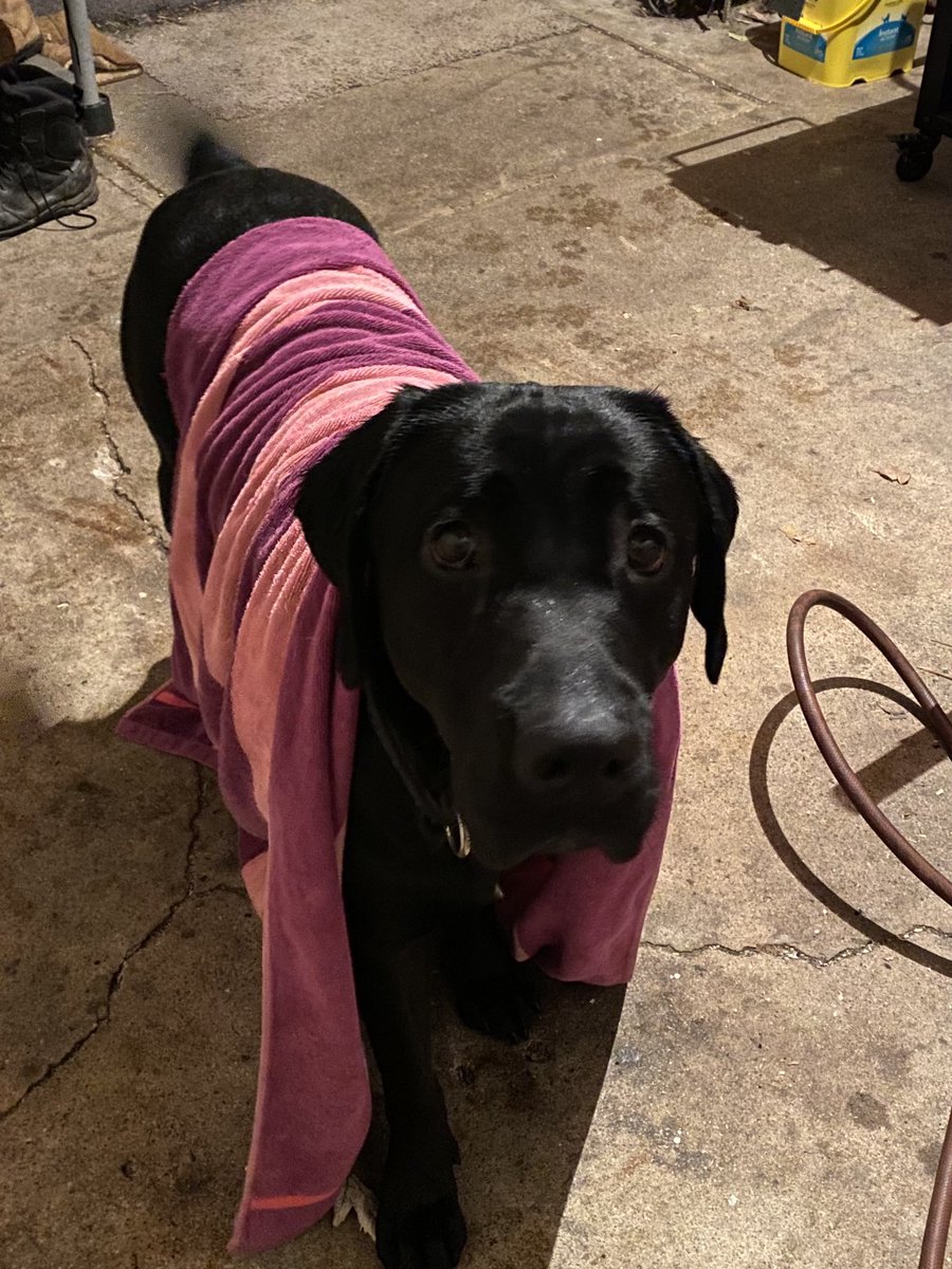 Haber <a href="/BrownDeerWIPD/">Brown Deer PD</a> loves getting dried off after a walk in the rain. It’s his favorite part of the walk