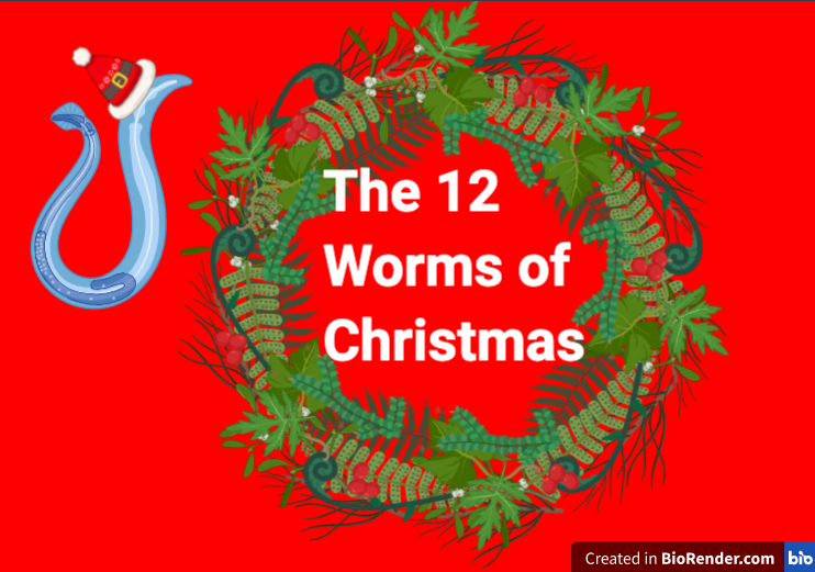 Shannan_tropmed's tweet photo. The 12 Worms of Christmas starts tomorrow! #WormoftheWeek #12WormsofChristmas Can't think of a better way to get into the holiday spirit. 🎅🪱🗓️ https://t.co/i4MJPGpQkf