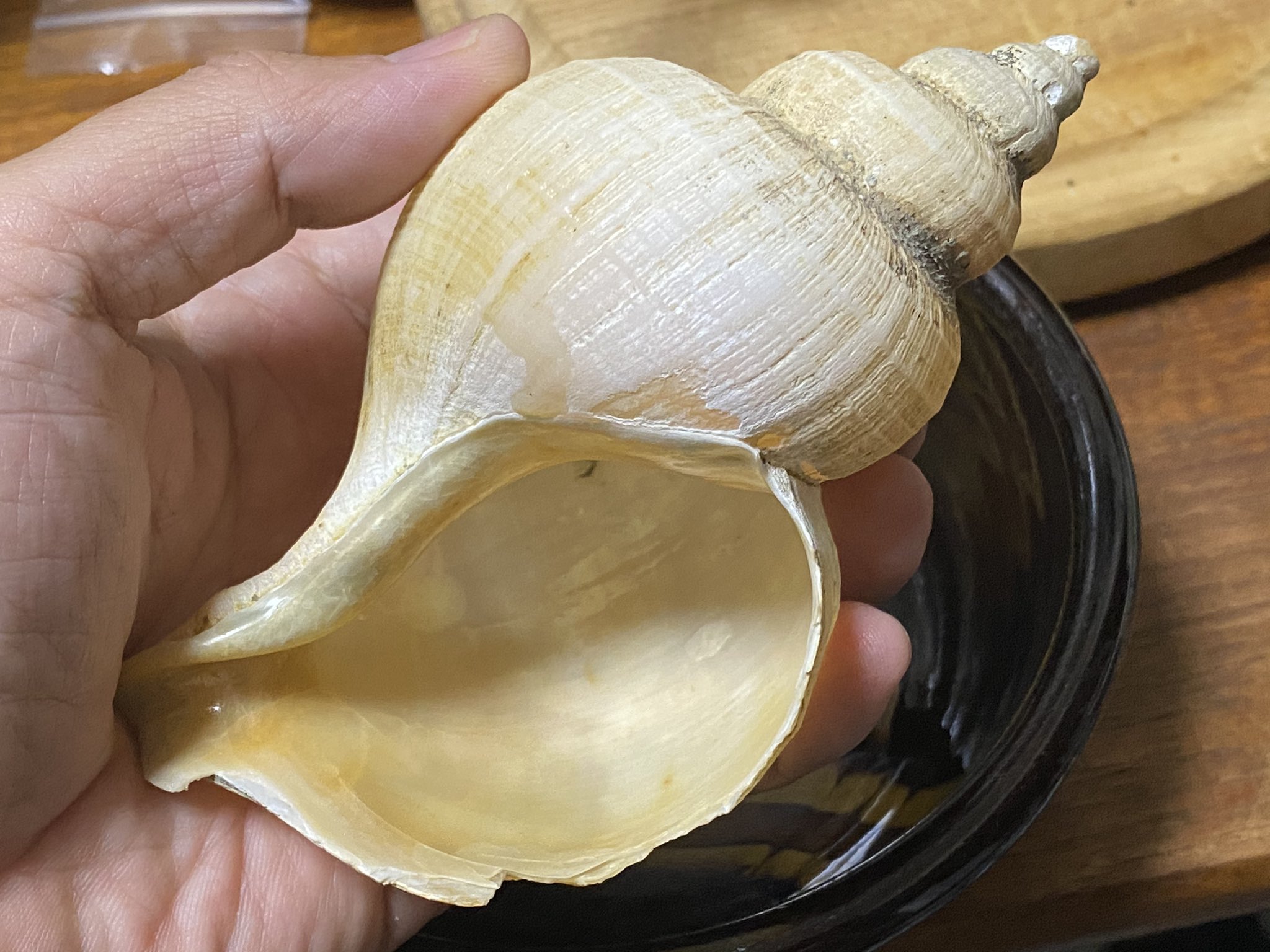 Funa これまで つぶ貝を食べるときは必ず唾液腺を切除していたが 今回はニシバイガイという名称で売られていたため バイ貝の一種と勘違いし丸ごと食べてしまったのが原因 完全に自分の判断ミスです 市場名は地域で異なるので標準和名を確認する必要が
