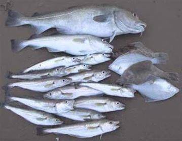 Do you fish? Use sustainable fish in this great smokey and moreish Fish Stew recipe. 
Find out more: ow.ly/27p850xduw3