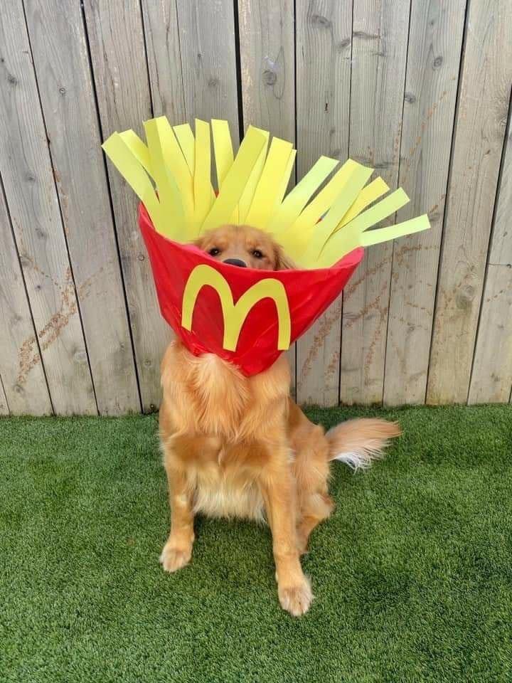 Jordan_Coombe's tweet photo. Finn, a Golden Retriver had to wear a cone for 14 days, so his owner got crafty with them. 😂🐶

📸 - Jenn Frates https://t.co/yDDUJUE2zC