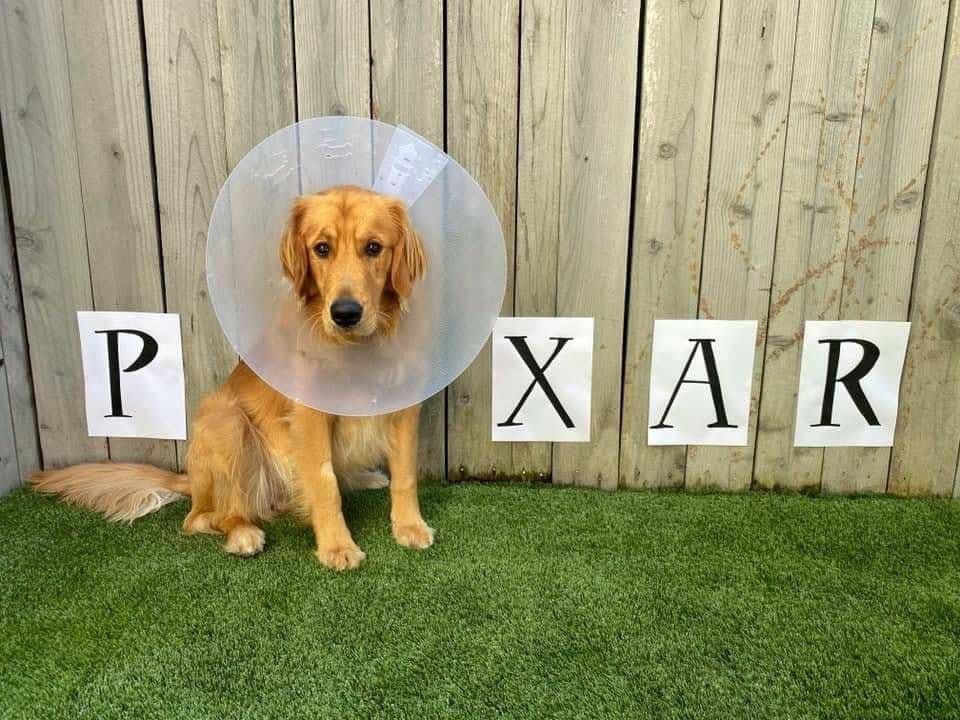 Jordan_Coombe's tweet photo. Finn, a Golden Retriver had to wear a cone for 14 days, so his owner got crafty with them. 😂🐶

📸 - Jenn Frates https://t.co/yDDUJUE2zC