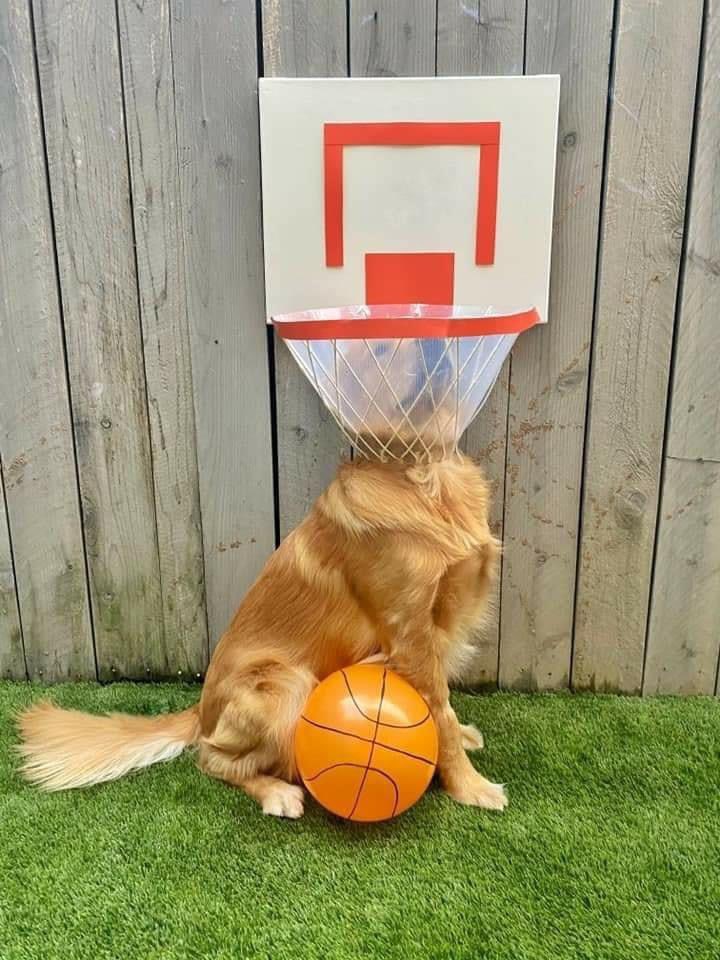 Jordan_Coombe's tweet photo. Finn, a Golden Retriver had to wear a cone for 14 days, so his owner got crafty with them. 😂🐶

📸 - Jenn Frates https://t.co/yDDUJUE2zC