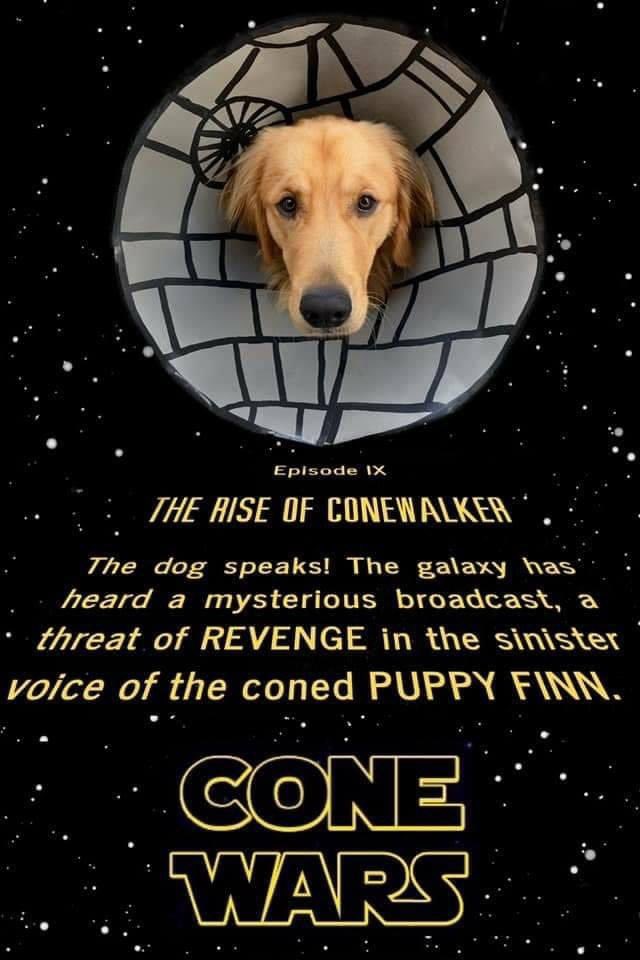 Jordan_Coombe's tweet photo. Finn, a Golden Retriver had to wear a cone for 14 days, so his owner got crafty with them. 😂🐶

📸 - Jenn Frates https://t.co/yDDUJUE2zC