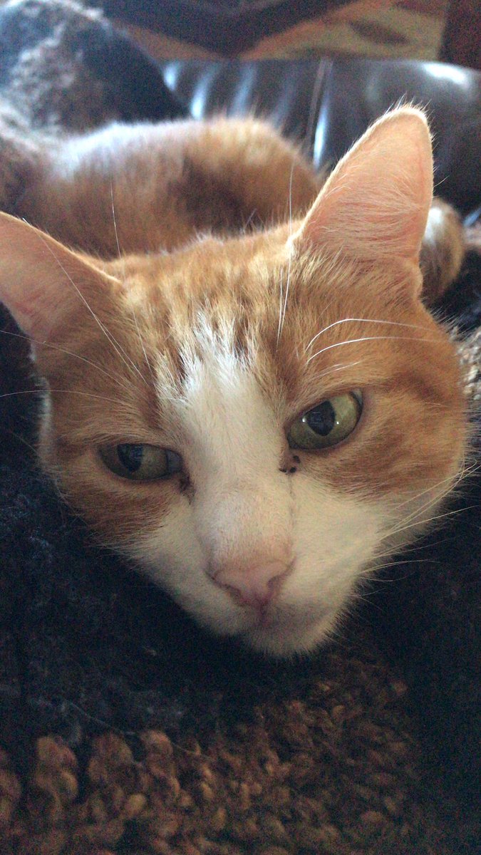 AshlieDesign's tweet photo. #Caturday  Apollo ❤️ https://t.co/RxkJwDJ3PG